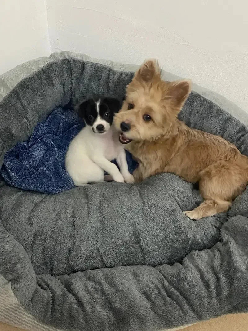 Very Soft Warm Dog Bed Pets Basket Cat House Sofa for Medium Large Dog Sofa Bed Cushion Dog Bed House Pet Supplies Accessories